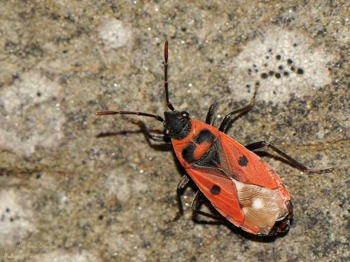 Melanocoryphus albomaculatus