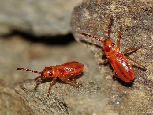 Melanocoryphus albomaculatus