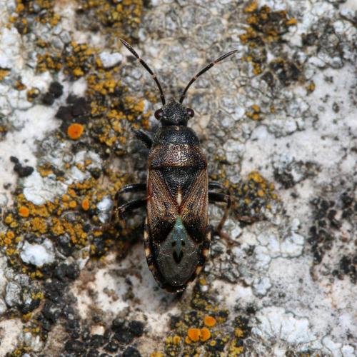 Réf. 126 107 : Heterogaster affinis