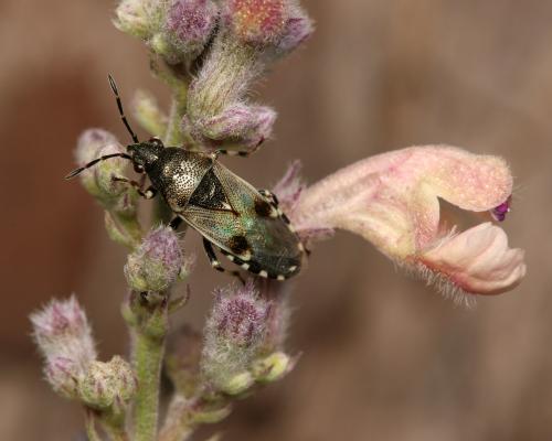 Heterogaster cathariae