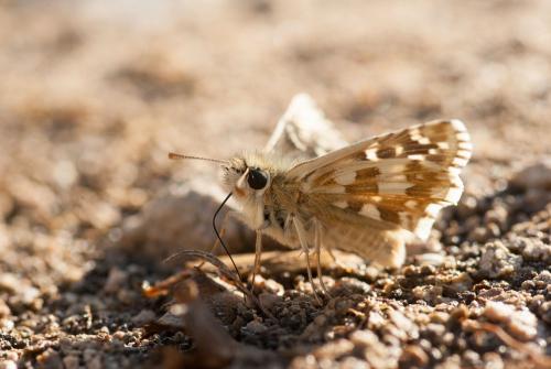 Réf. 126 366 : Pyrgus sp.