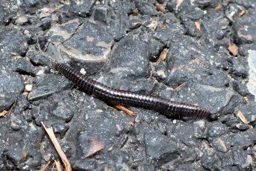 Réf. 126 900 : Ommatoiulus sabulosus