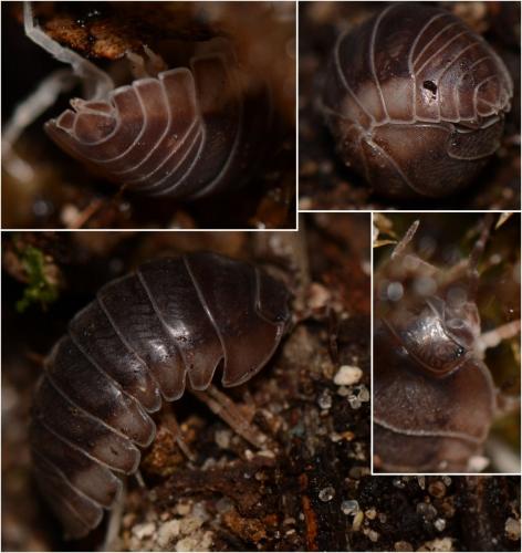 Réf. 126 222 : Eluma purpurascens