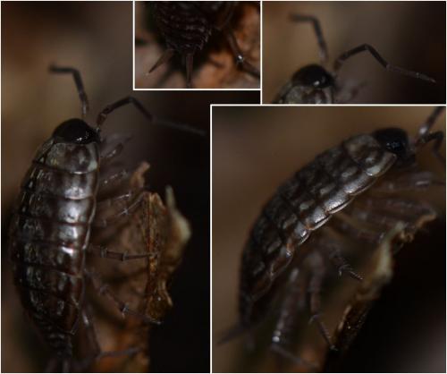 Philoscia muscorum