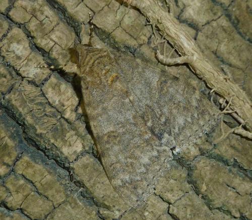 Réf. 126 421 : Catocala nupta