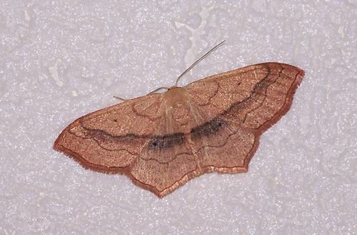 Réf. 126 374 : Scopula imitaria