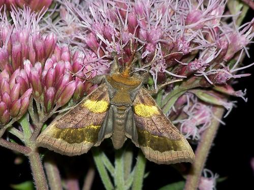 Réf. 126 993 : Diachrysia chrysitis