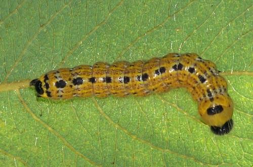 Phalera bucephala