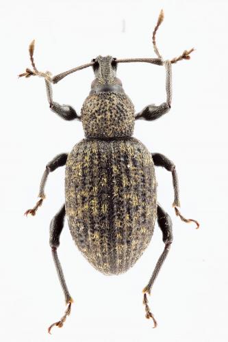 Otiorhynchus sulcatus