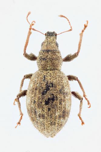 Réf. 126 263 : Sciaphilus asperatus