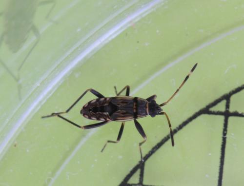 Beosus maritimus