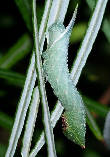 Réf. 126 995 : Smerinthus ocellata