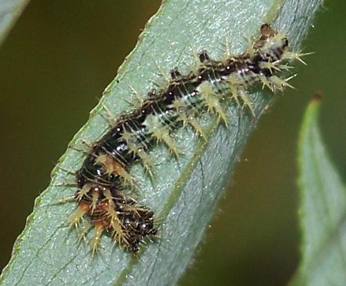 Réf. 126 375 : Polygonia c-album