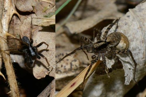 Pardosa saltans