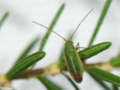 Orthotylus ericetorum