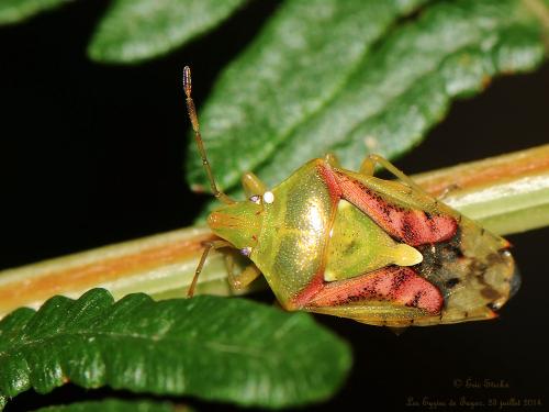 Réf. 126 739 : Cyphostethus tristriatus