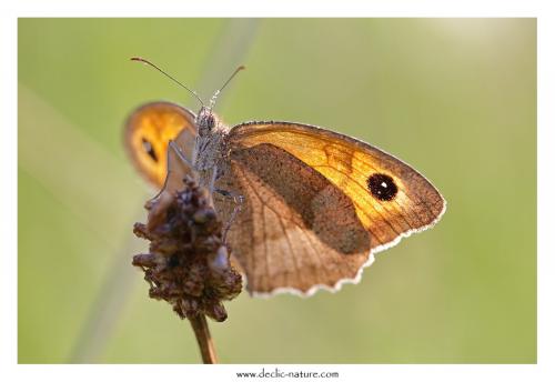 Maniola jurtina
