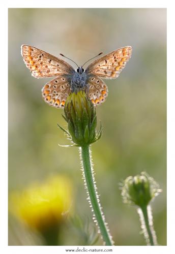 Polyommatus icarus