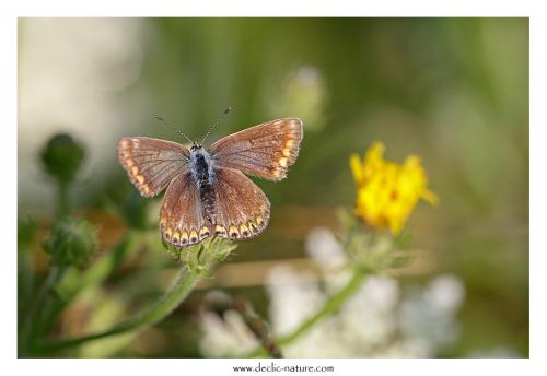 Polyommatus icarus