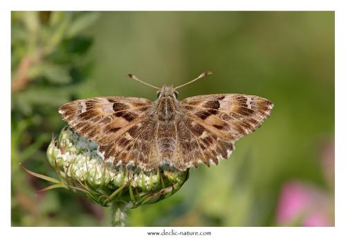 Réf. 126 060 : Carcharodus alceae