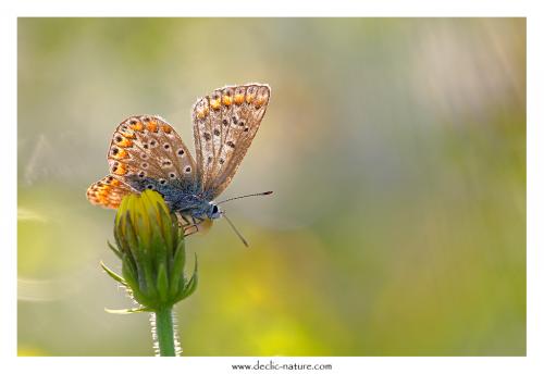 Polyommatus icarus