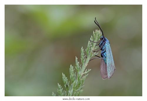 Réf. 126 233 : Adscita sp.