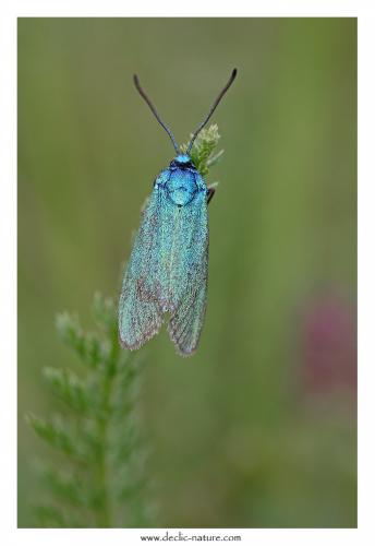Réf. 126 232 : Adscita sp.