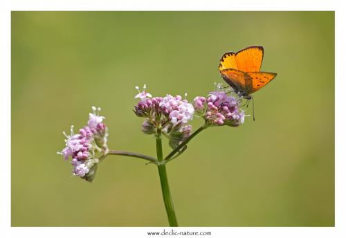 Lycaena virgaureae