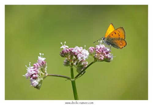 Lycaena virgaureae