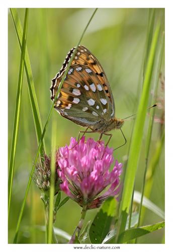Argynnis aglaja
