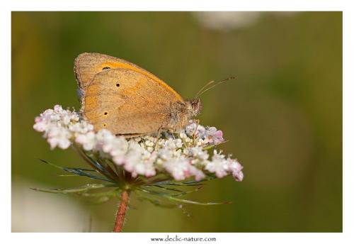 Maniola jurtina