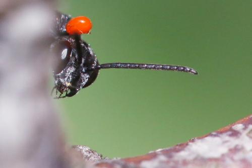 Gasteruption sp.