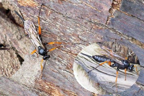 Réf. 126 400 : Pimpla rufipes