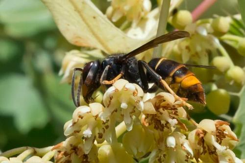 Vespa velutina