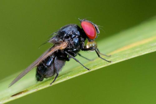 Silba fumosa