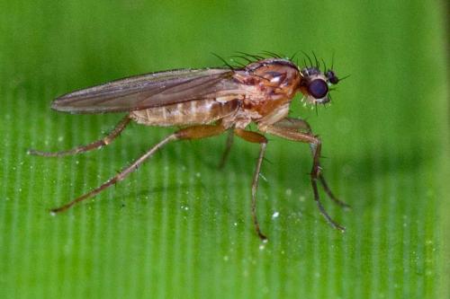 Réf. 126 236 : Lonchoptera lutea