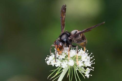 Vespa velutina