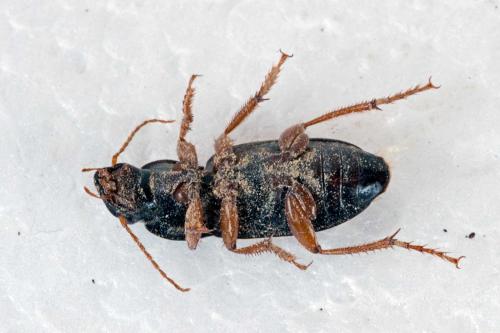 Pseudoophonus rufipes