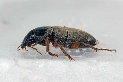 Pseudoophonus rufipes