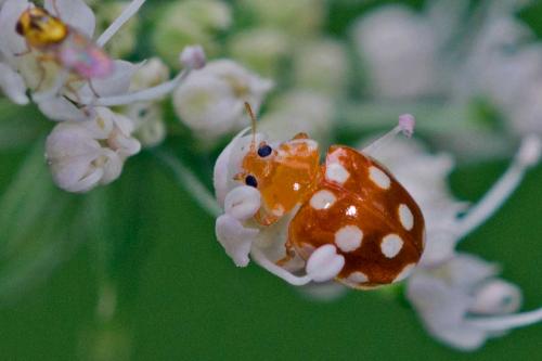 Vibidia duodecimguttata