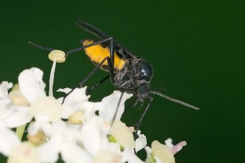 Sciara sp.
