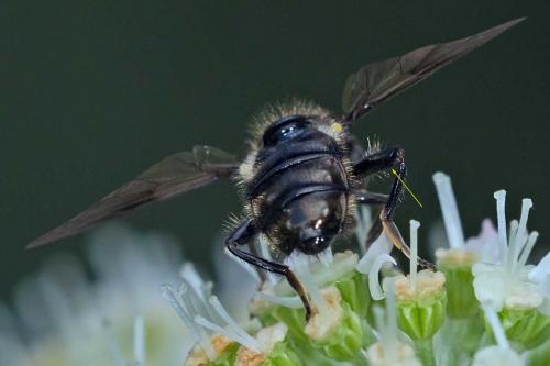 Réf. 126 339 : Pipiza austriaca