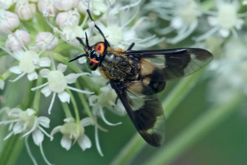 Réf. 126 533 : Chrysops caecutiens