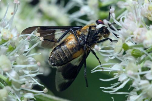 Chrysops caecutiens