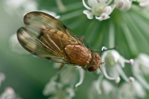 Minettia inusta