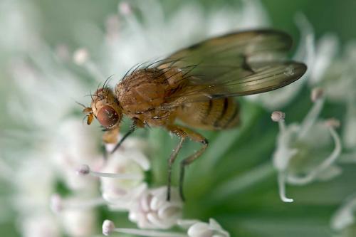 Minettia inusta
