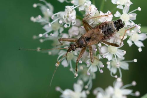 Réf. 126 665 : Himacerus apterus