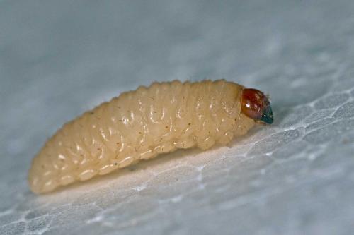 Réf. 126 749 : Curculio sp.