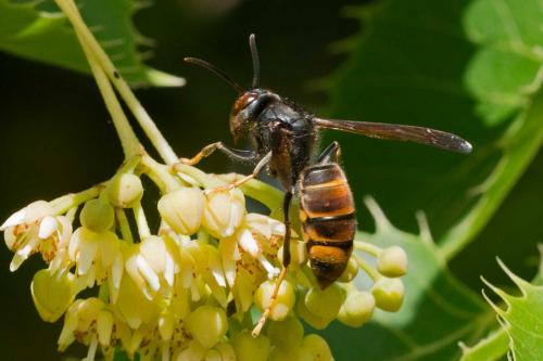 Vespa velutina