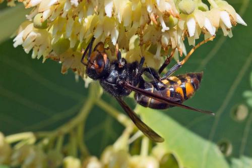 Vespa velutina